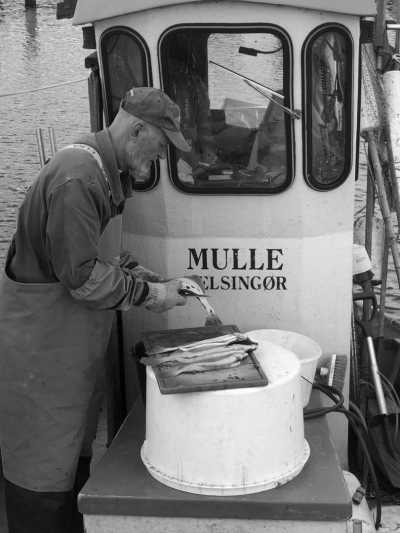 Nordeuropa - Helsingør - Natur-und Kultur Segeltörn von Kopenhagen - 2