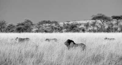 Tansania - Serengeti National Park - Tanzania: following the great migration - 1