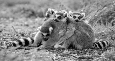 Welt - Madagaskar - Weltreise - Afrika, Asien & Amerika - 1