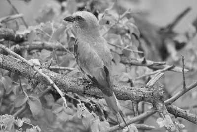 South Africa - De Hoop Nature Reserve - Südafrika: das Kap, der Wein, die große und kleine Karoo, Gardenroute, garantierte Durchführung - 1