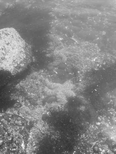 Vereinigte Staaten - Cannon Beach - Explore the Pacific Coast in 5 Days – Beaches, Redwoods & Coastal Towns - 2