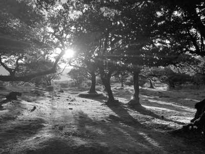 Portugal - Porto Moniz - Madeira Island Adventure Extravaganza: 7 Days of Thrills & Chills! (Dates flexible!) - 4