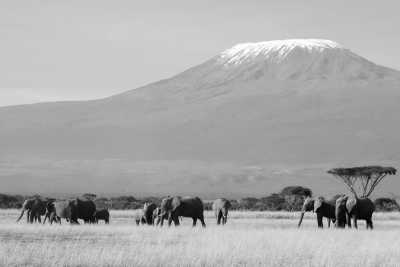 Kenia - Amboseli - Kenya Safari Adventure: Maasai Mara, Lake Nakuru, and Amboseli Expedition for an Unforgettable Safari Experience