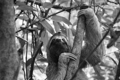 Costa Rica - Puerto Viejo de Talamanca - Caribbean Coast Exploration in Costa Rica with a Local Guide: Discover the Hidden Gems! - 2