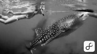 Tanzania - Mafia Island - Your Ultimate Travel Destination with 99% of Natural Reserve: Tanzania - 1