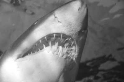 South Africa - Gansbaai - Südafrika: das Kap, der Wein, die große und kleine Karoo, Gardenroute, garantierte Durchführung