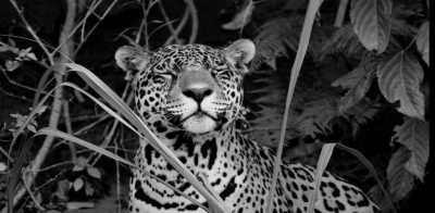 Bolivien - Work and travel in South America - Volunteer in an Animal Sanctuary in Bolivia - JoinMyTrip