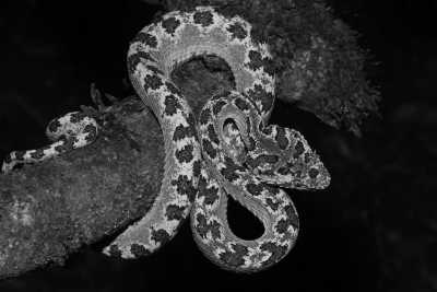 Costa Rica - Rivas - Costa Rica Herpetology Adventure: Crocodiles and Poison Dart Frogs Expedition