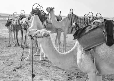 Morocco - Agafay Desert - Unleash the Rhythm at Sabotage Festival with Boris Brejcha 😱 : Your Journey to Marrakech, Morocco! - 2