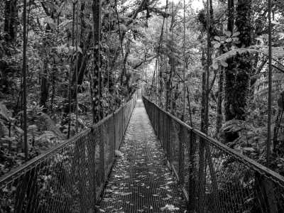 Costa Rica - Monteverde Cloud Forest Biological Preserve - Unforgettable Costa Rica Adventure: The Trip of a Lifetime