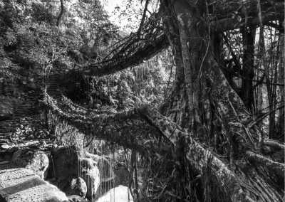 Indien - Living root bridge - Explore India's Golden Triangle and Himalayan Retreat: Delhi, Agra, Darjeeling & Meghalaya