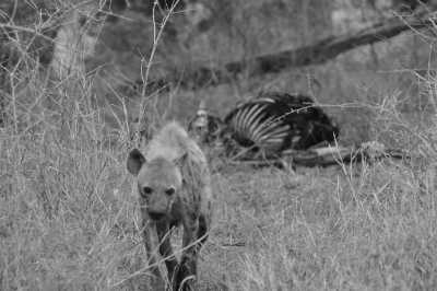 South Africa - Skukuza Rest Camp - Südafrika: Das Biospärenreservat Krüger / Blyde River und die Kapregion - die wilden Tiere warten - 1