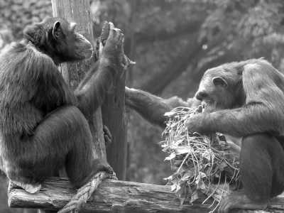 Kamerun - Limbe Wildlife Centre - Discover Cameroon with a local. History, Culture, Food and much more! 🧗 - 3