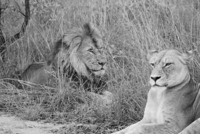 South Africa - Manyeleti Game Reserve - Südafrika: Wilde Tiere, der Krüger Nationalpark! - 5