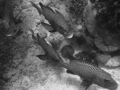 Australia - Great Barrier Reef - Dive Australia’s Most Famous Shipwreck: The Great Barrier Reef’s SS Yongala - 2