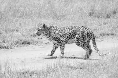 Tanzania - Serengeti National Park - 5 Days Tanzania Safari to Tarangire, Serengeti and Ngorongoro Crater