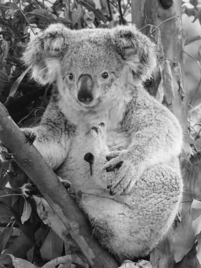 Australia - Oakvale Wildlife Park - 🐋 Winter Waves & Creative Days: A Co-Working Escape to Newcastle, Australia 🇦🇺 (PRIVATE ROOM) - 6