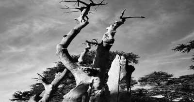 Lebanon - Zedern des Herrn - Lebanon 🌴🌏 CoWorking 💻 with Locals - 6