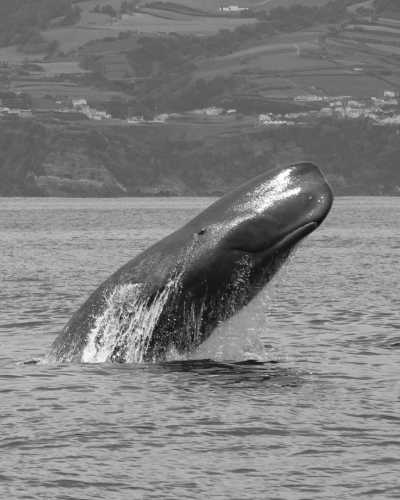 Portugal - Ponta Delgada - São Miguel Active Experience - 2