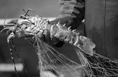 Greece - Nikolas Tavern Mykonos - Seafood Restaurant - Mykonos 5 days incl. Hotel, Party, Transfer - The party island of Greece! - 4