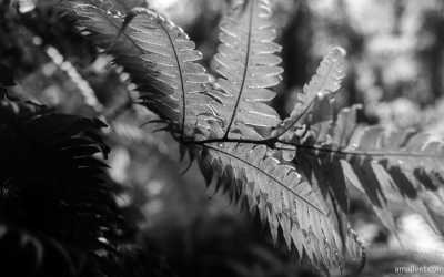 Italy - La Valle delle Ferriere - Sightseeing and Hiking on the Amalfi Coast with Accommodation Just 250m from the Beach - 1
