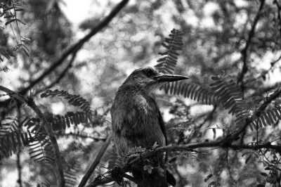 Kolumbien - Machete Pelao - The Kogi Tribe and Special Lost City Trek - Ancestral Colombia Adventure trip: