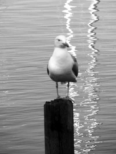 Europa - Dänische Südsee - Segeln von Kiel - Deutschland nach Kopenhagen - Dänemark und Besuch der "Kieler Woche" - 7