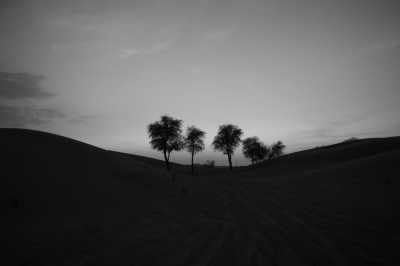 United Arab Emirates - Sharjah - UAE Adventure: 4-Day Small-Group Tour of Dubai. Authentic Exploration of Nature, Desert and Culture. - 6