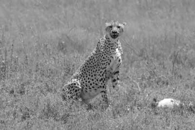 Tanzania - Kilimanjaro International Airport - Culture &Wildlife experience in Tanzania. - 3