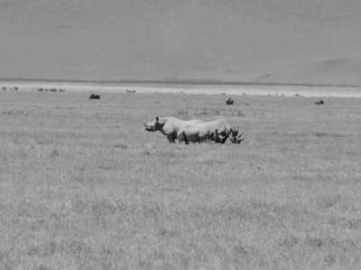 Tansania - Ngorongoro Crater - Experience Tanzania: 6-Day Mid-Range Safari Featuring Tarangire, Serengeti & Ngorongoro