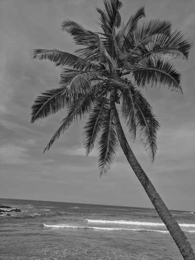 Indien - Fort Kochi - India, Kerala: Enjoy Beaches and Mountain Escapes in One Package - 3