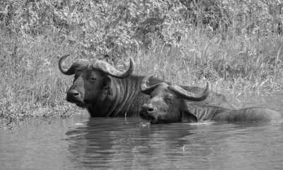 Uganda - Ziwa Rhino Sanctuary - Uganda: 🦍 Hike to wild Mountain Gorillas, 🦏 Track Rhinos, 🌅 Lake Victoria cruise, White water rafting, Stand on the equator line & visit Entebbe, Kampala & Jinja towns - 2