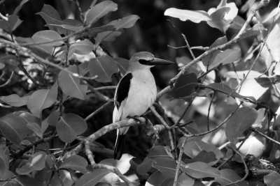 Tanzania - Tarangire National Park - Pocket friendly Tanzanian Safari with a local - 6