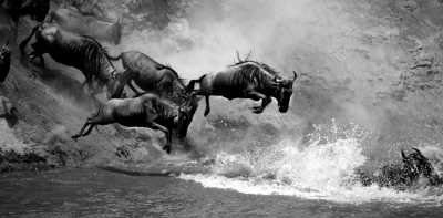 Kenia - Maasai Mara National Reserve - 🌍 Wild Wonders of Kenya | All-Inclusive Raw Nature Jeep Safari 🐘🦁🌅 - 1