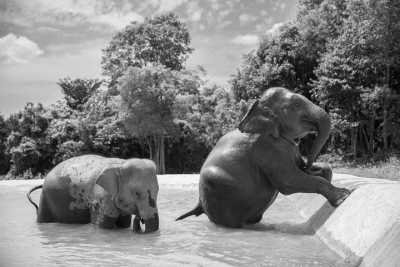 Thailand - Elephant Jungle Sanctuary - Koh Samui 🌞 HomeOffice in Thai Paradise - 1