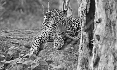 Sri Lanka - Yala National Park Sri Lanka - Explore the Hidden Gems of Sri Lanka: 11 Nights of Adventure on a Budget - 2