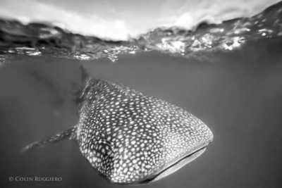 Mexico - La Paz - Baja California Mexico: 8 Day Whale & Whale Shark Safari + Glamping - 2