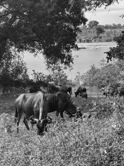 Subsahara-Afrika - Marloth Park - Echoes of the Wild: A Journey from Kruger's Big Five to Mozambique's Whale Wonders - 7