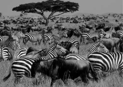 Tanzania - Serengeti-Nationalpark - An Incredible 12 Days trip in Tanzania Safari and Mount Kilimanjaro