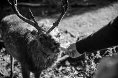 Dänemark - Marselisborg Deer Park - Easter in Denmark: Discover Aarhus, a city of icebergs, rainbows and New Nordic cuisine - 3