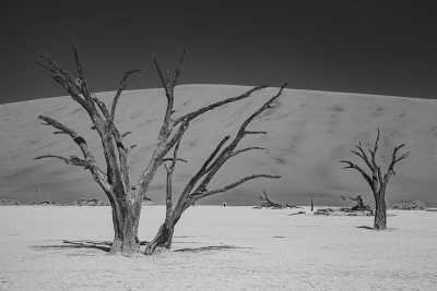 Namibia - Deadvlei - Embark on an Unforgettable Namibian Odyssey: A Journey Through Dunes, Deserts, and Wildlife - 2