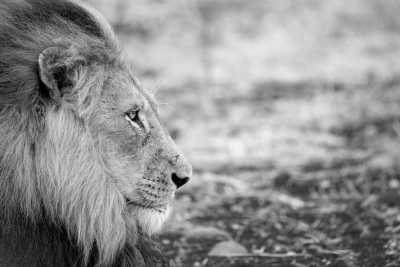 South Africa - Safaris in South Africa - JoinMyTrip