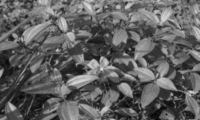 Sri Lanka - Sinharaja Rain forest, Waddagala, Kalawana - Escape to Sri Lanka - Ayurveda Spa Retreat, Yoga & Meditation - 8