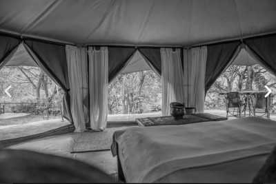 Tansania - Serval Wildlife - Serengeti Dreams: An Unforgettable Safari with Hot Air Balloon Magic - 4