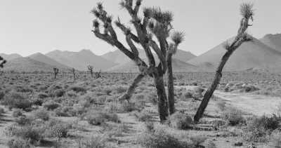 Vereinigte Staaten - Yosemite-Nationalpark - Kalifornien Rundreise  - 4