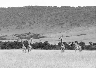 Kenia - Unforgettable Safari Experience: Maasai Mara, Lake Nakuru, and Amboseli Expedition in Kenya - JoinMyTrip