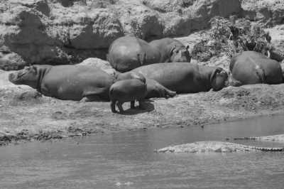 Kenia - Maasai Mara National Reserve - Kenyan Wonders Safari: All inclusive Maasai Mara, Lake Nakuru, Amboseli and Nairobi Adventure - 7