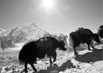 Nepal - Yak Kharka - Trek the Majestic Annapurna Circuit in Nepal: A Journey of Adventure and Natural Beauty