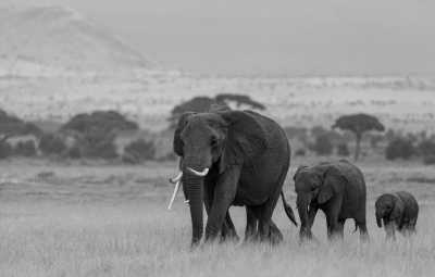 Eastern Africa - Maasai Mara National Reserve - 🌍 KENYA & ZANZIBAR through Safari and Paradise beaches - 2