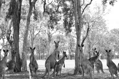 Australia - Townsville - Dive Australia’s Most Famous Shipwreck: The Great Barrier Reef’s SS Yongala - 2